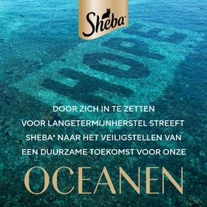 J3712_B741_P975_Sheba_global_2024_NL